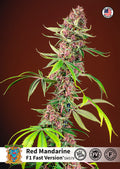 Red Mandarine F1 FAST Feminised Seeds