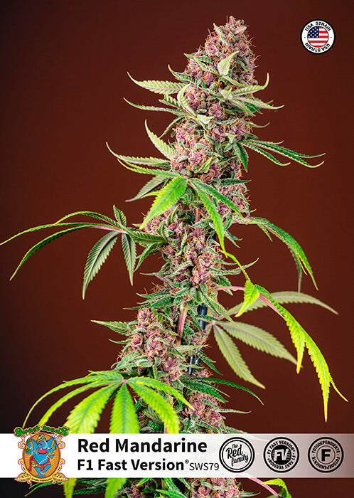 Semillas feminizadas de Red Mandarine F1 FAST