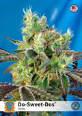 Do-Sweet-Dos Feminised Seeds