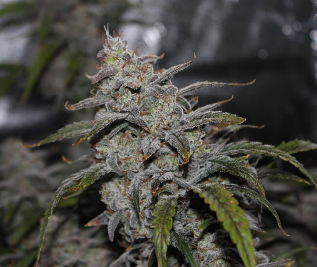 Grape Walker Kush Auto Feminisierte Samen