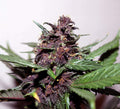 Semillas feminizadas de Swiss Dream Rose CBD Auto