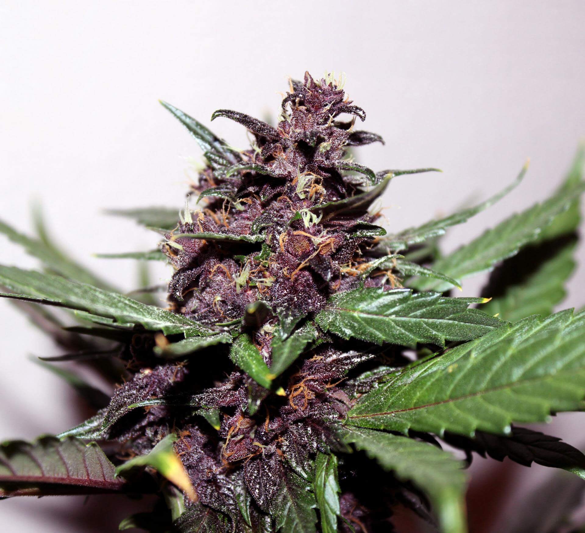 Semillas feminizadas de Swiss Dream Rose CBD Auto
