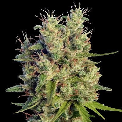 Semillas feminizadas de Super Malawi Haze