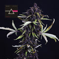 Semillas feminizadas Pink Kush CBD 30:1 Auto
