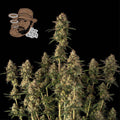 Jack Herer Auto Feminised Seeds