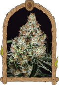 Zkittalicious Feminised Seeds