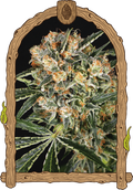 Semillas feminizadas de CBD de Hippie Therapy