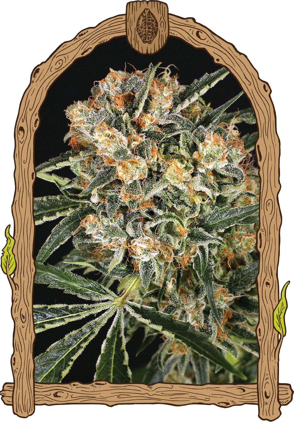 Semillas feminizadas de CBD de Hippie Therapy