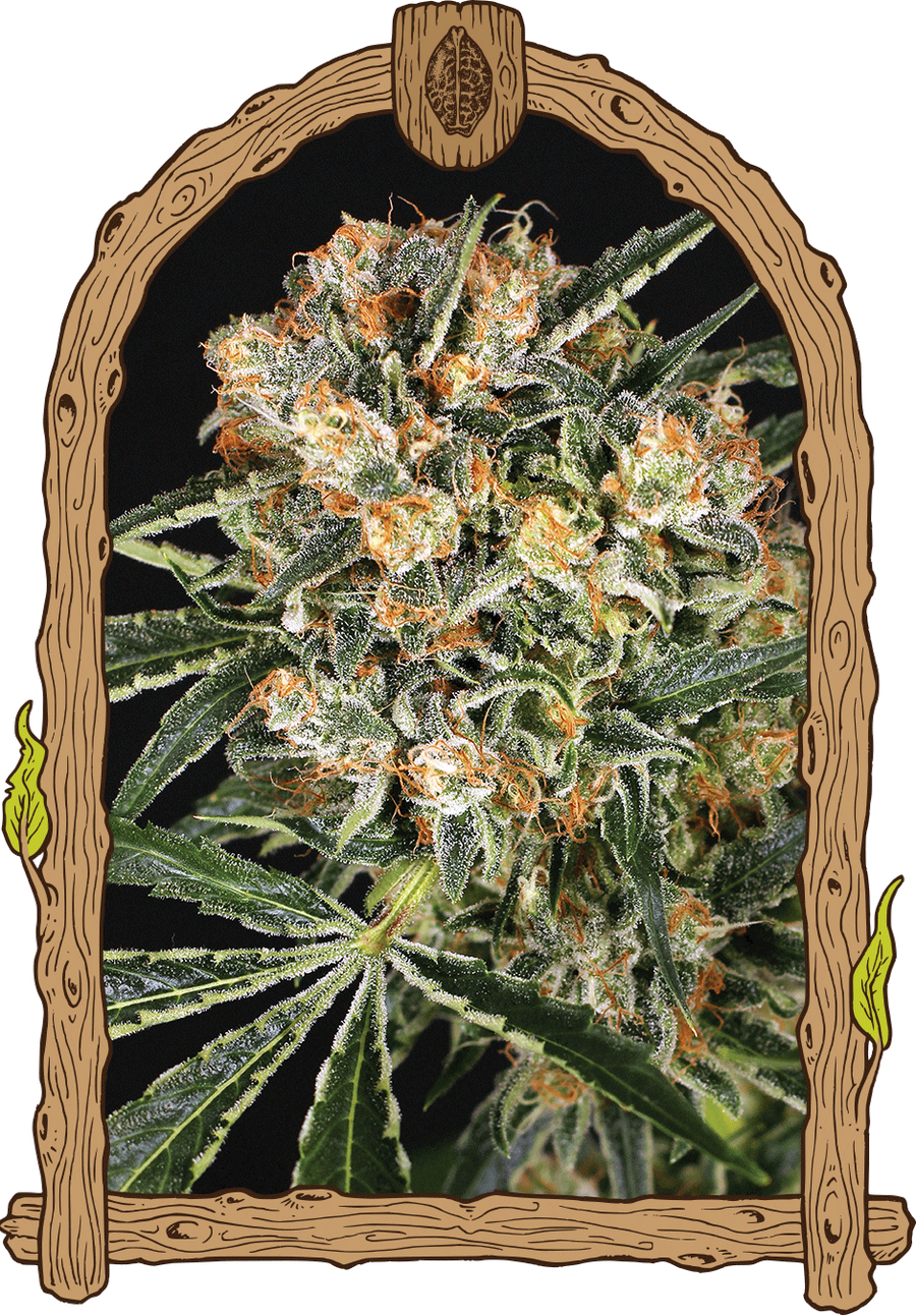Hippie Therapy CBD Feminised Seeds