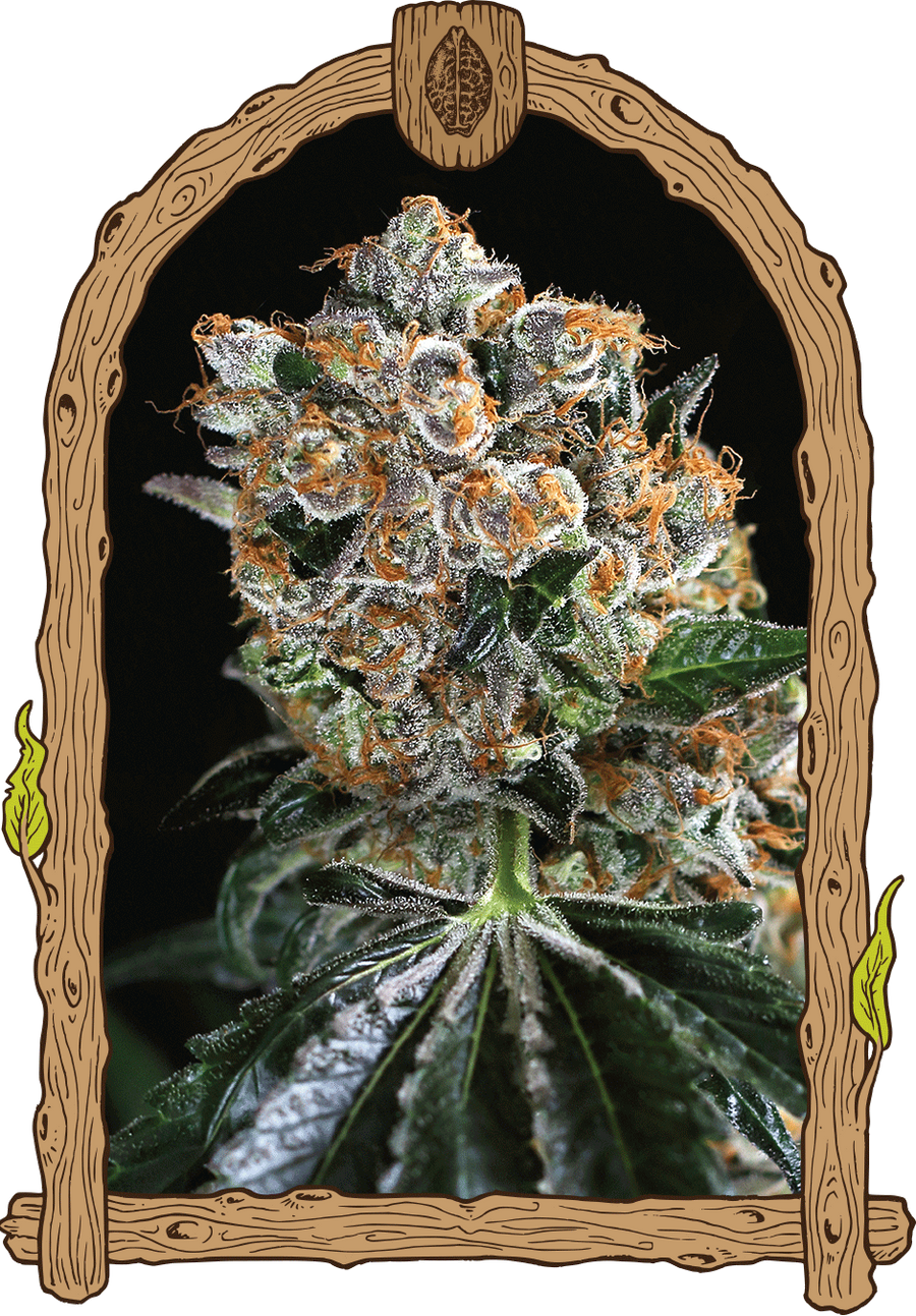 Malasaña Cookies Feminised Seeds