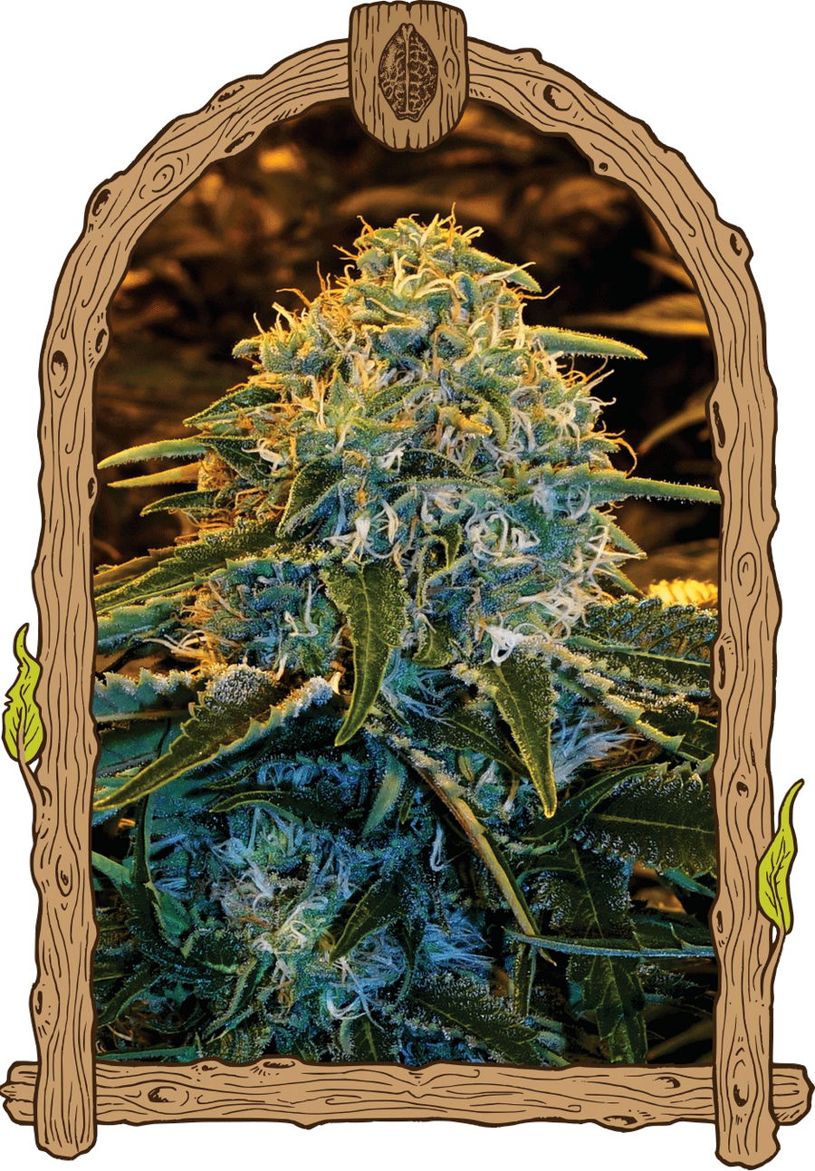 Z & Z Feminised Seeds