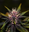 Semillas feminizadas Purplediol CBD Auto