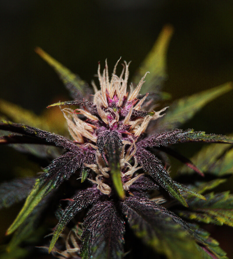 Purplediol CBD Auto Feminised Seeds