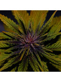 Semillas feminizadas Dark Rose CBD Auto