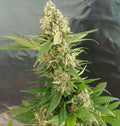 Semillas feminizadas de Gorilla Ice Cream