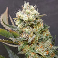 Semillas feminizadas de Zkittlez Glue