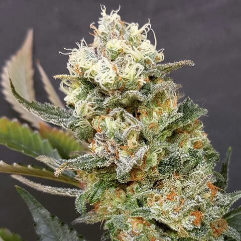 Semillas feminizadas de Zkittlez Glue