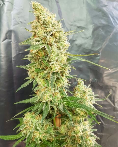 Semillas feminizadas de Gorilla Banana