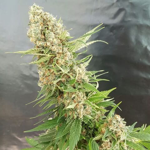 Semillas feminizadas de Critical Gorilla
