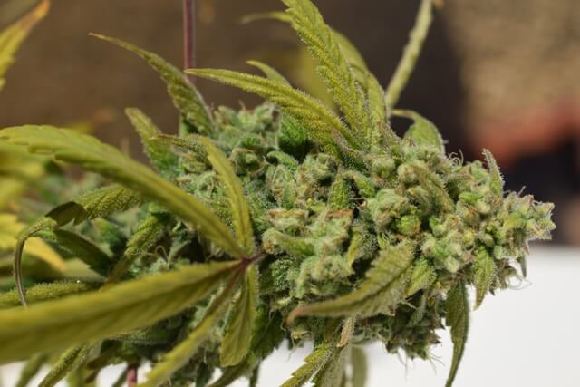 Semillas Feminizadas Gorilla SFV OG