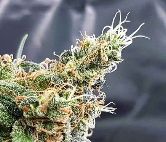 Semillas feminizadas de Blueberry Glue (anteriormente Glueberry)