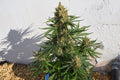 Semillas feminizadas de Lemon Haze Auto