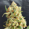 Semillas feminizadas de New York Diesel Auto