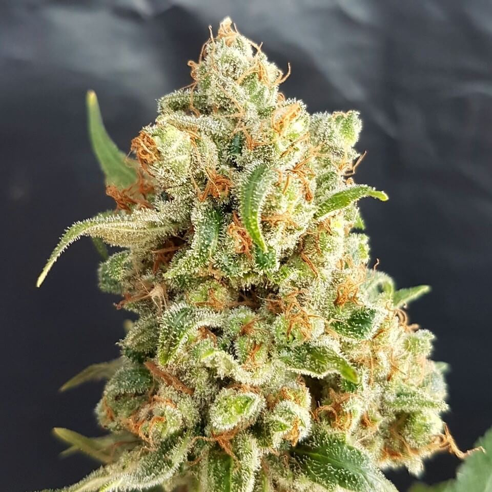 Semillas feminizadas de New York Diesel Auto