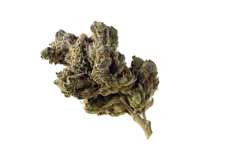 Blue Magic feminisierte Samen