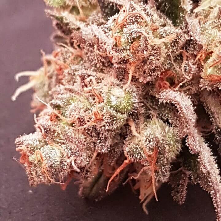 Semillas feminizadas de Sherbet