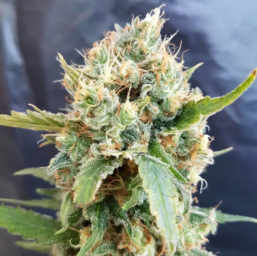Nicole Kush Feminised Seeds