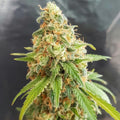 Kosher Kush Feminised Seeds