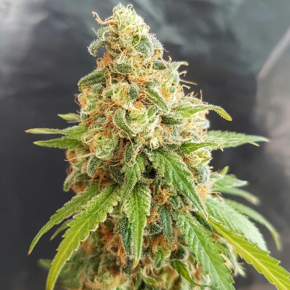 Semillas feminizadas de Kosher Kush