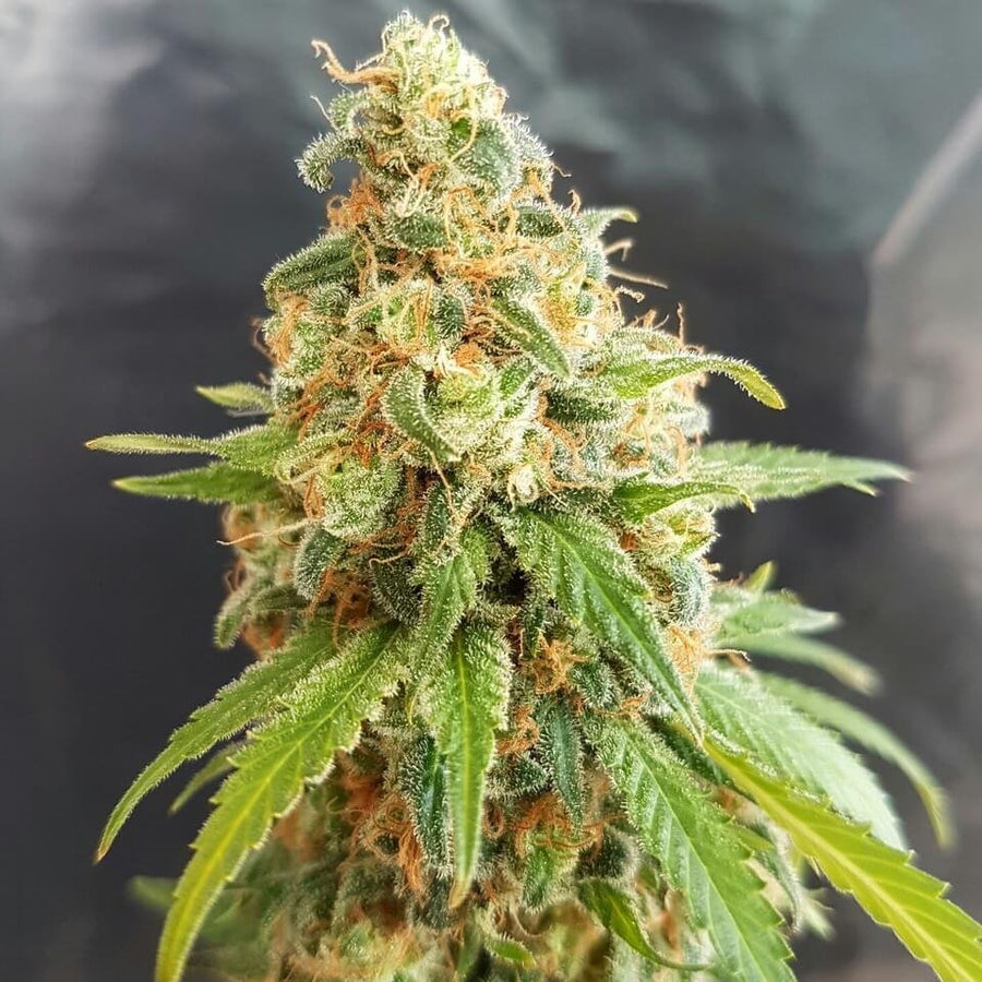 Kosher Kush Feminised Seeds