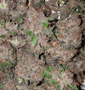 Semillas feminizadas Phantom Cookies Domina
