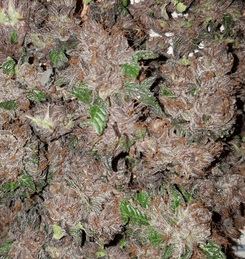 Semillas feminizadas Phantom Cookies Domina