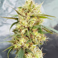 Semillas feminizadas de Sour Tangie