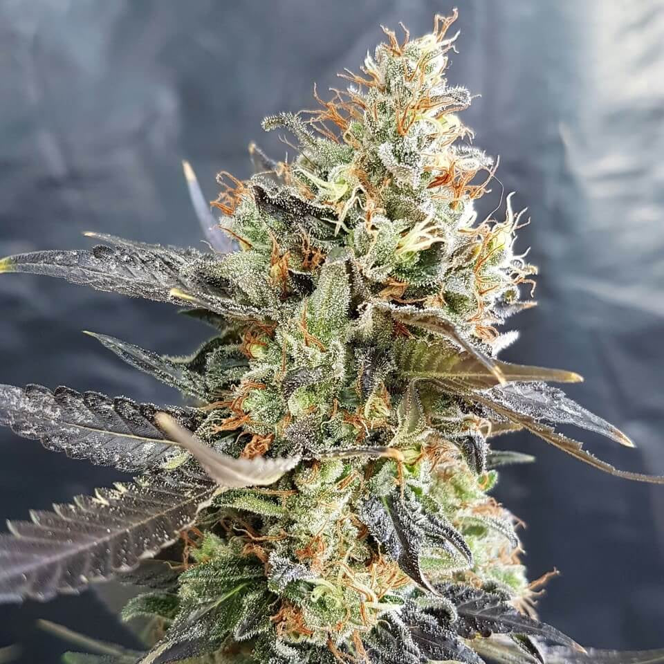 Semillas feminizadas de CandyLand