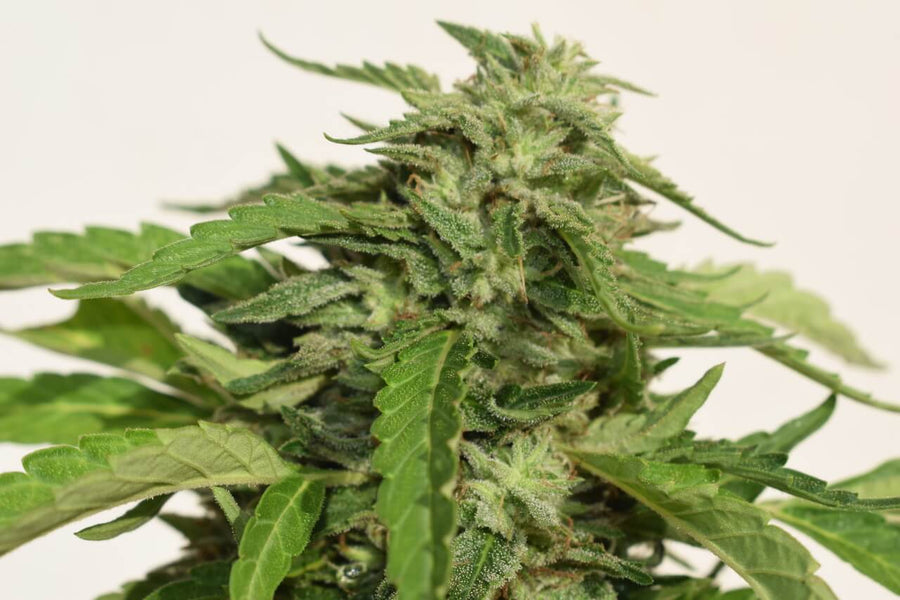 Cheese Exodus Feminised Seeds