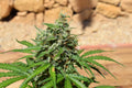 Semillas feminizadas de Cookies 'n' Cream Auto