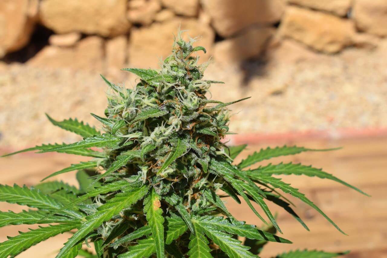 Semillas feminizadas de Cookies 'n' Cream Auto