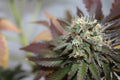 Semillas feminizadas de Blueberry Cookies Auto
