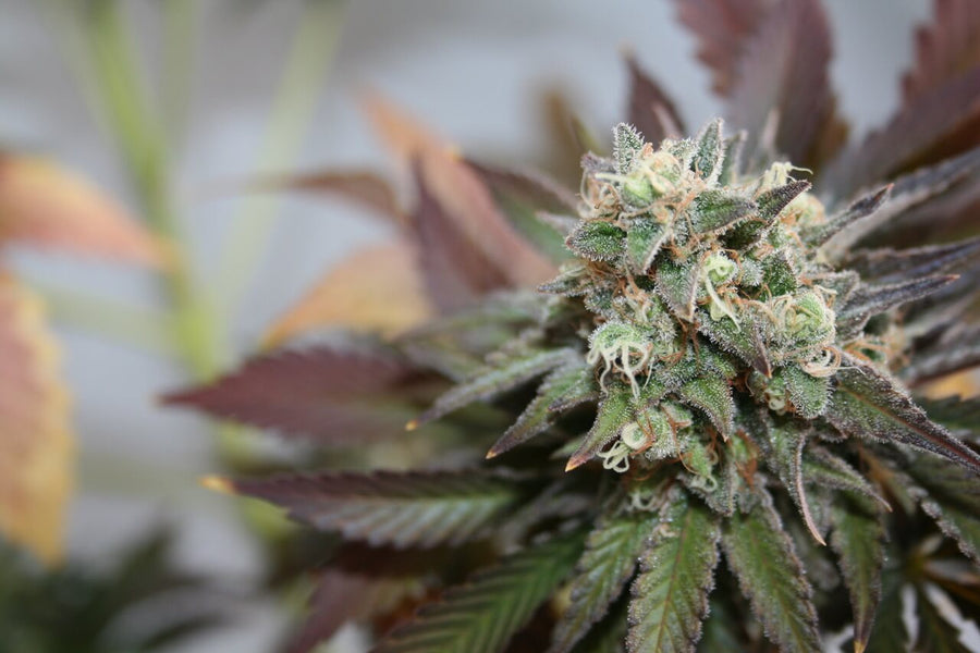Blueberry Cookies Auto Feminised Seeds