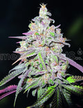 Semillas feminizadas de Mendocino Chanel Kush