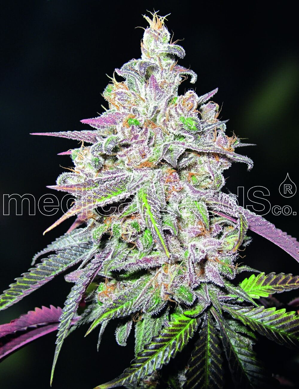 Semillas feminizadas de Mendocino Chanel Kush