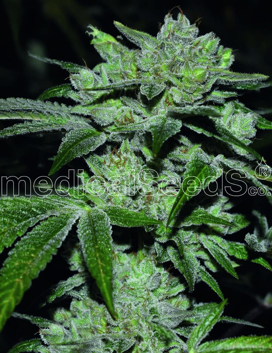 Sour Glue Feminised Seeds