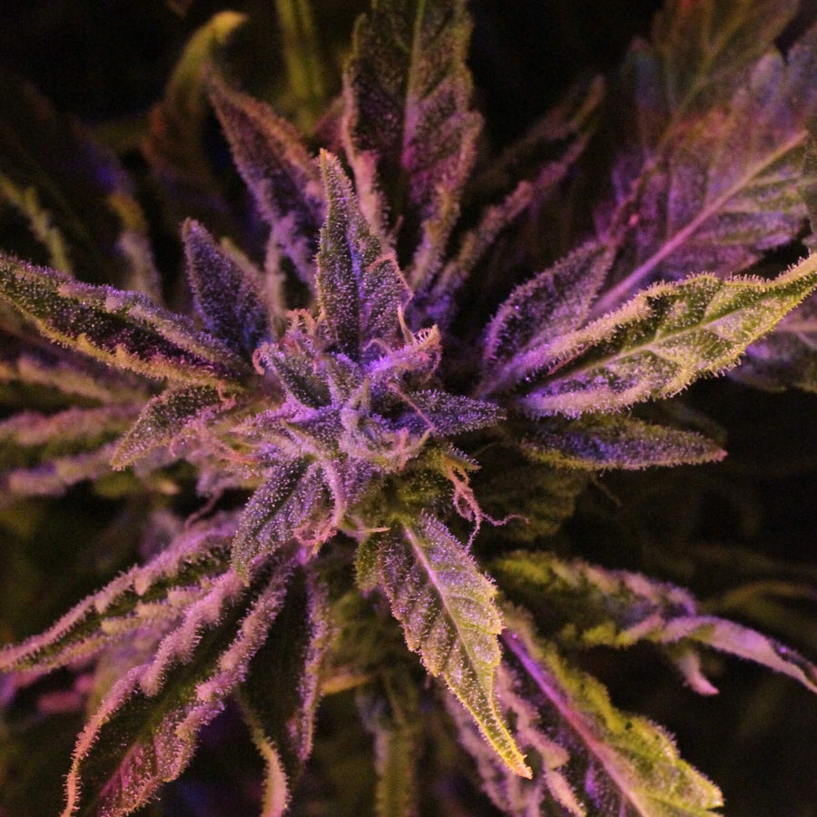 Doctor's Choice #1 Auto Feminisierte Samen