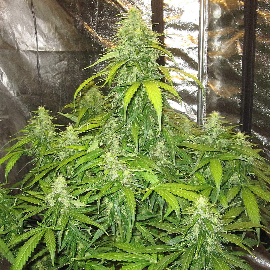 Devotchka Auto Feminisierte Samen