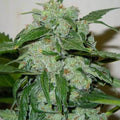 Semillas feminizadas de Chronic Ryder Auto