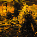 Semillas feminizadas de Lowryder Auto